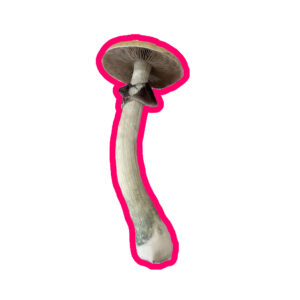 Mushroom